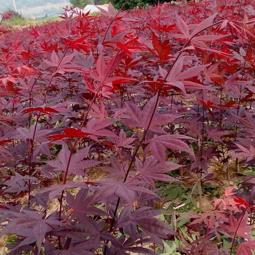 紅楓樹(shù)木的結(jié)實(shí)規(guī)律